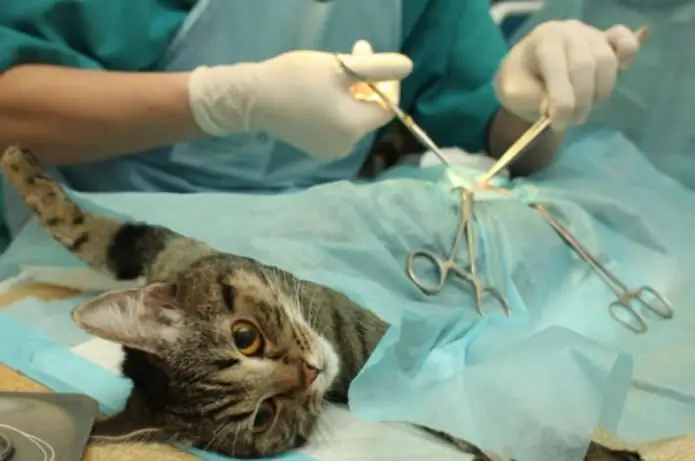 Sterilization of a cat how is it done? Cat sterilization: postoperative period, reviews