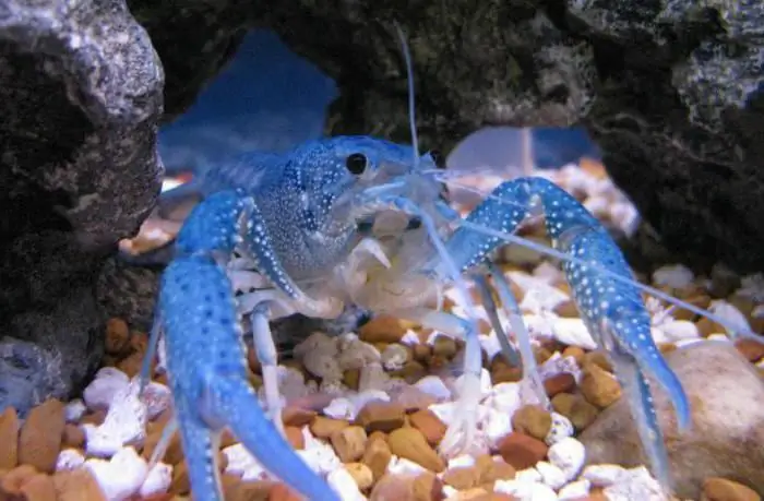 Blue crayfish: keeping and breeding, photo