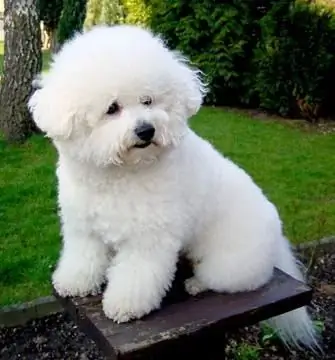 Photo de chien de garde français