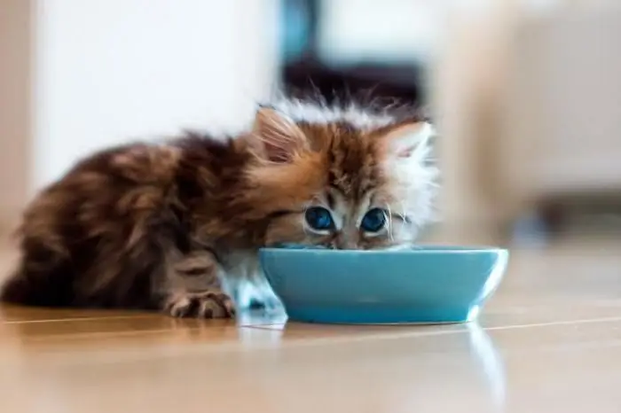 Rating wet food for kittens from premium to holistic class