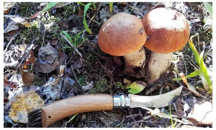 knife mushroom picker 2