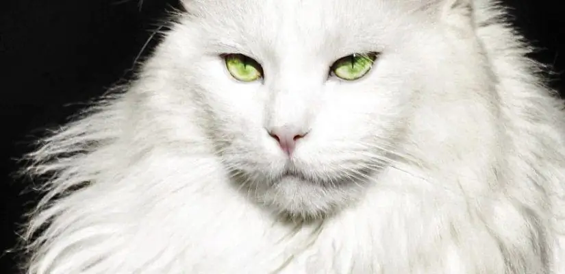 Maine Coon blanc