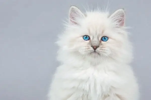 Chaton britannique blanc