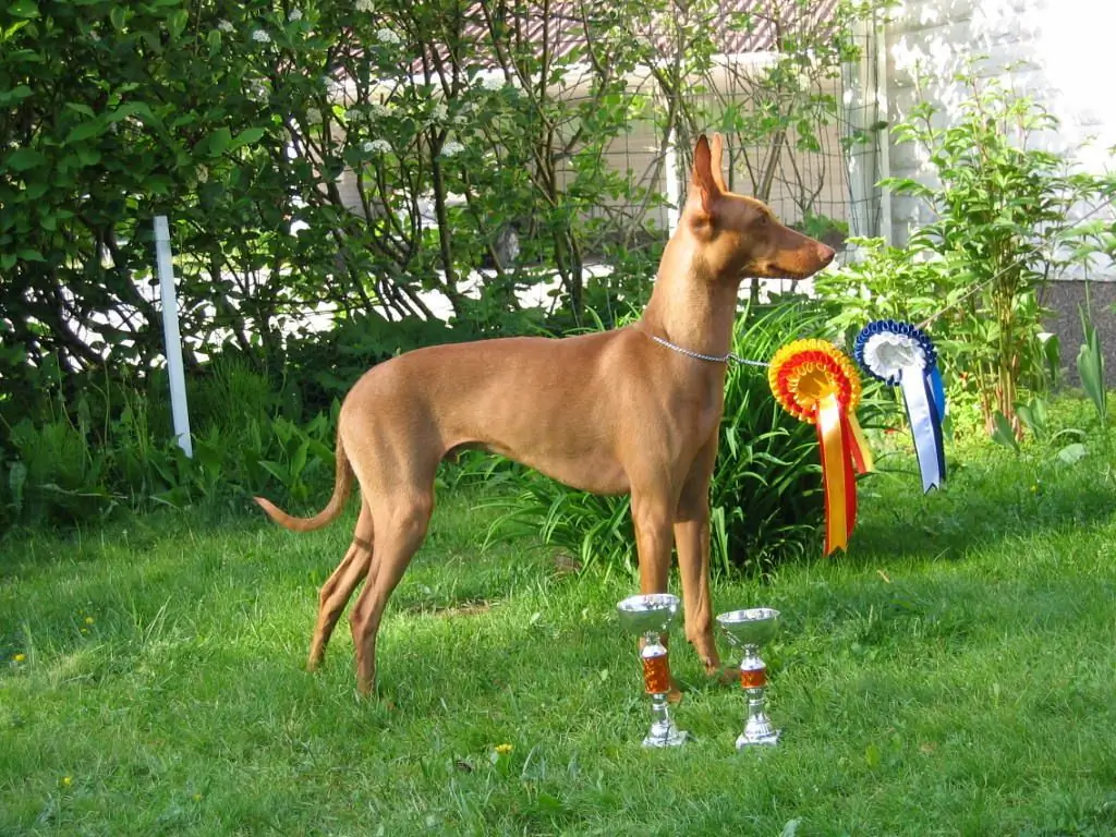 Cirneco de l'Etna