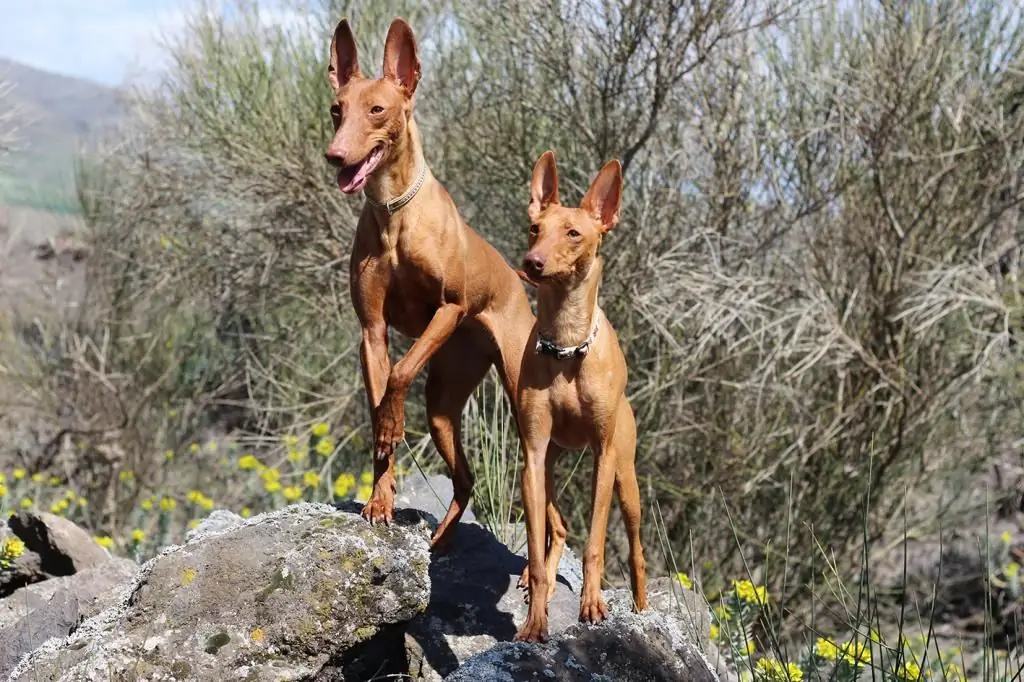 En promenade