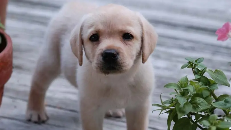 hermoso cachorro