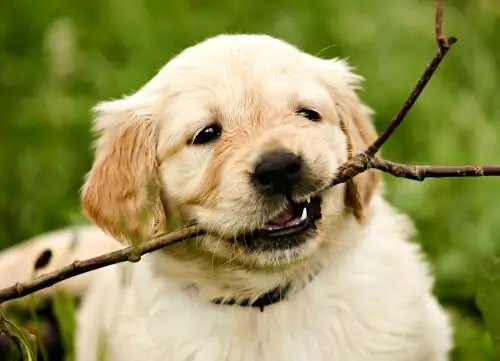 Hund kaut auf einem Ast