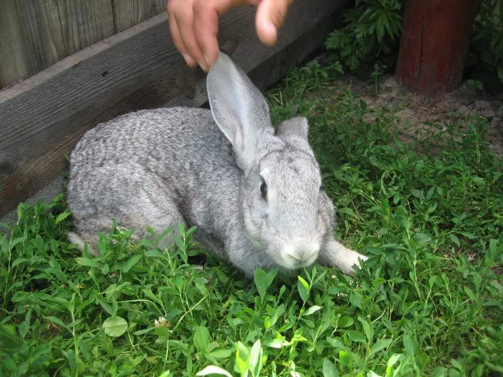 rabbit on a walk