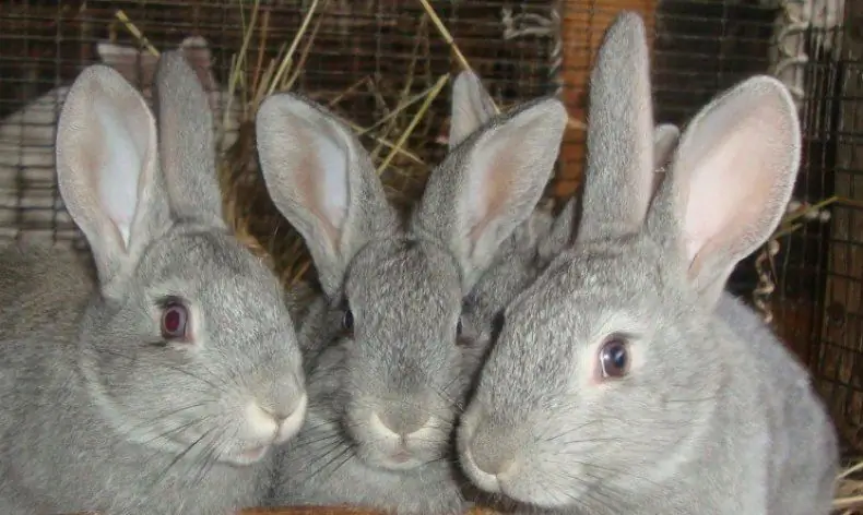 Zuchtkaninchen "sowjetische Chinchilla"