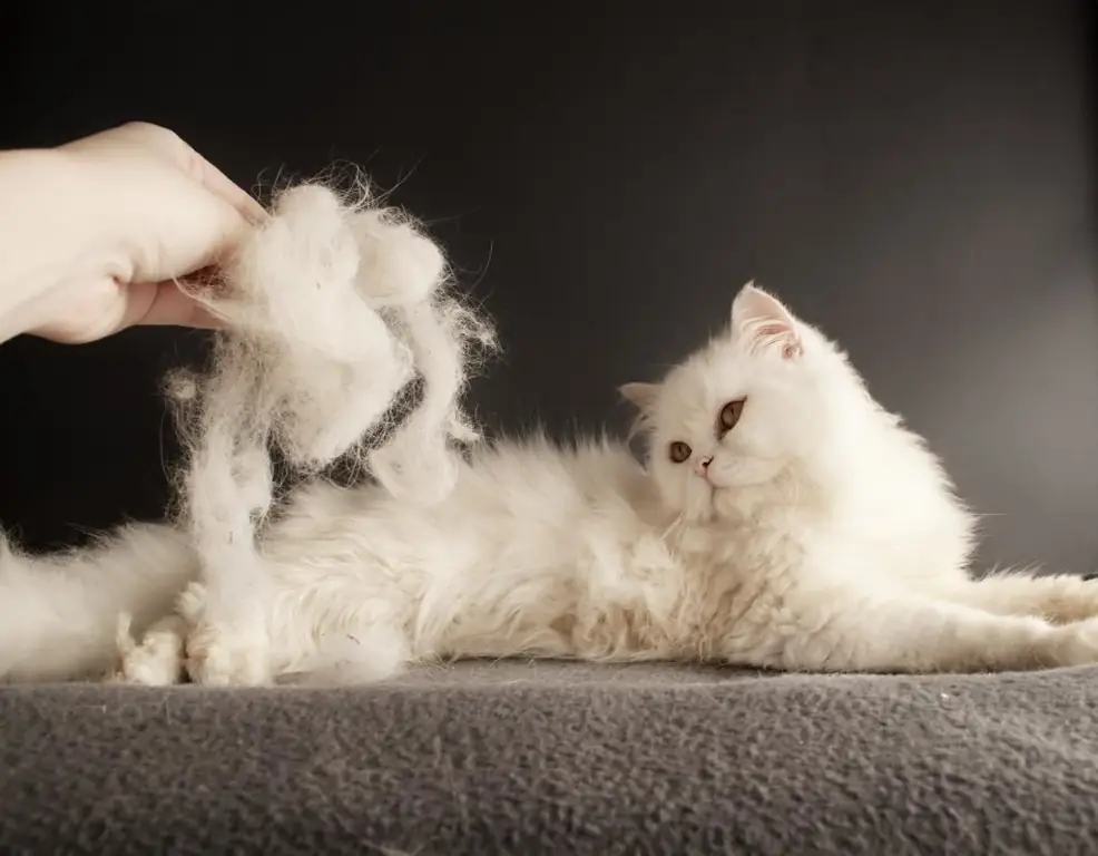 wie man eine langhaarige katze bürstet