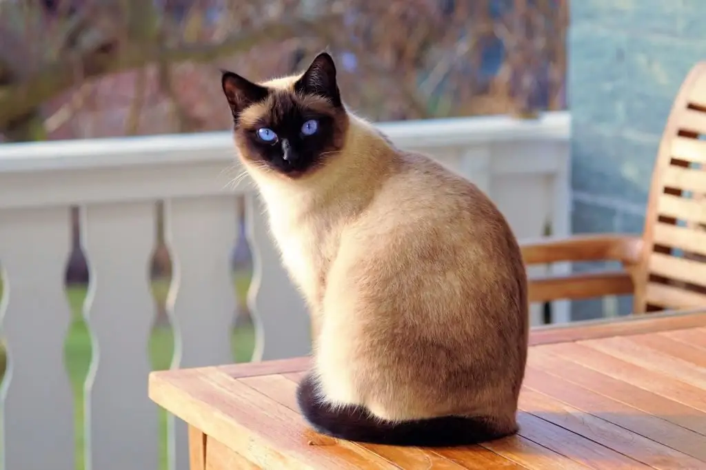 com que frequência um gato deve ser escovado