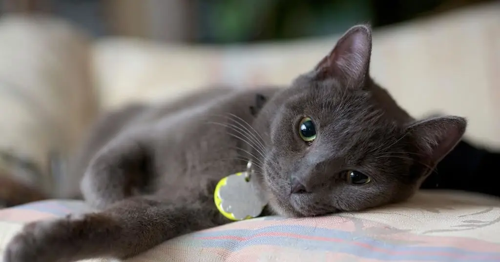 Katten har en tilstoppet næse: hvad skal man gøre, og hvordan skal man behandle?