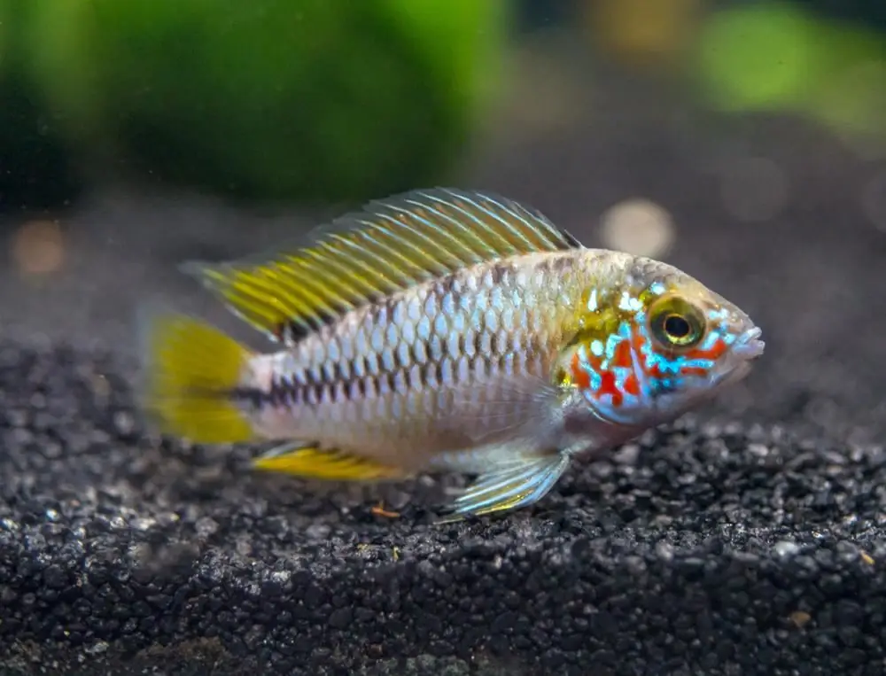 Aquarium fish dwarf cichlids: types, description, content and compatibility