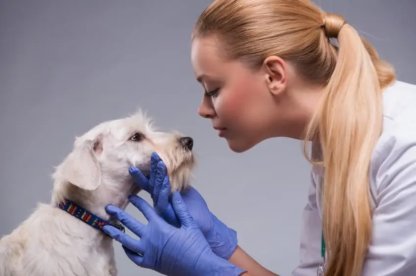 Caractéristiques de la pathologie chez le chien