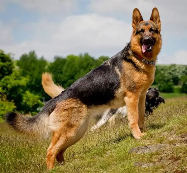 German Shepherd: mô tả giống, nhân vật, nội dung, đánh giá