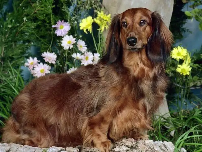 Great companion and great hunter: long-haired dachshund Great companion and great hunter: long-haired dachshund