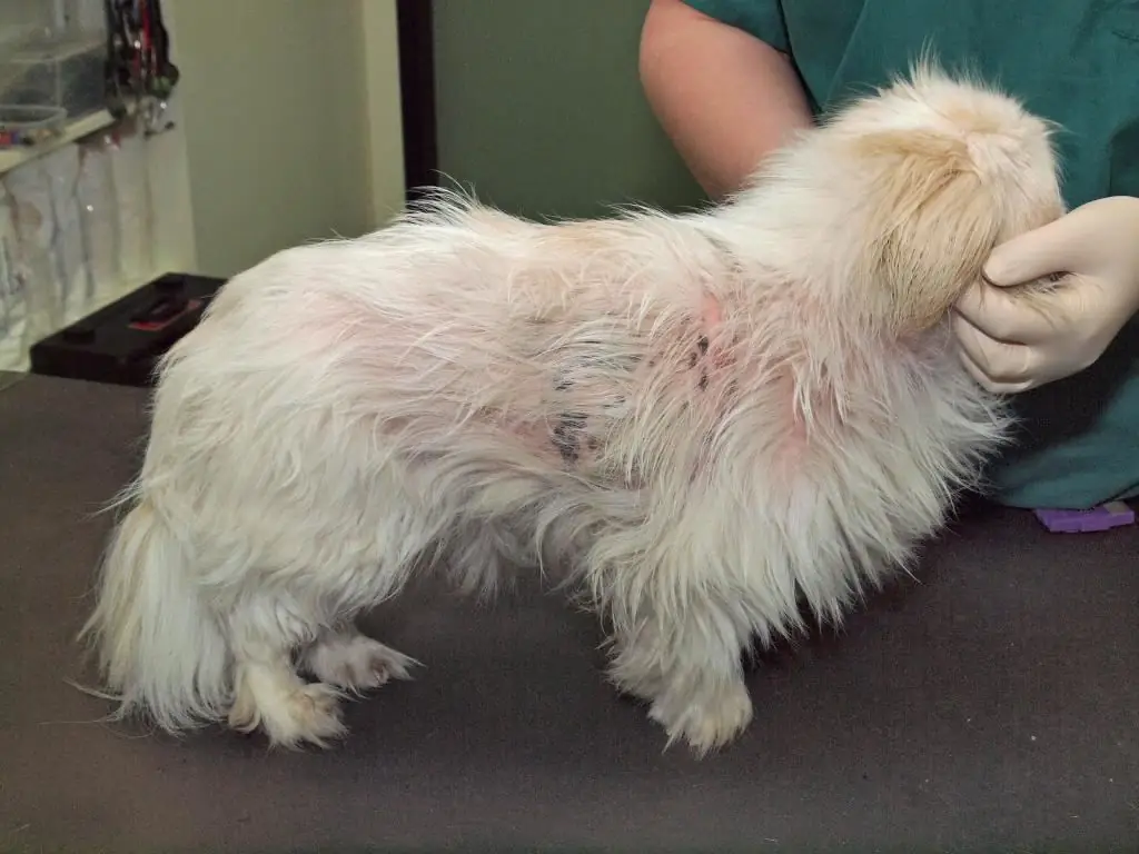 Subcutaneous tick in a dog: symptoms, diagnosis and treatment. Demodicosis in dogs