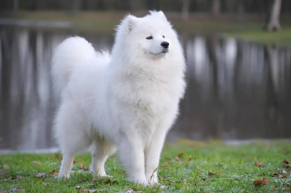 Baka anjing paling mahal: gambaran keseluruhan baka, penerangan dan ciri