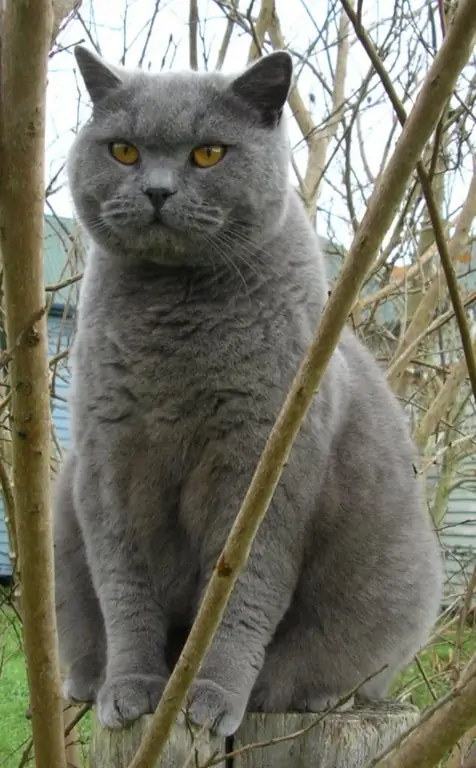 British cat breed: breed description and character