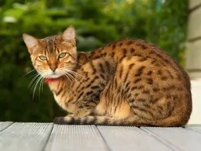 Kucing luar biasa dunia: Kucing Bengal