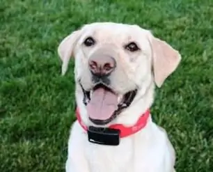 Wat is het doel van een GPS-halsband voor honden? Wat zijn de voordelen van een GPS-halsband voor de jacht?