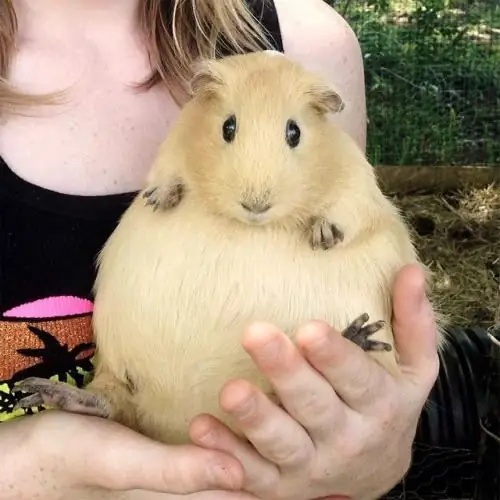 What kind of care do pregnant guinea pigs need? How long does a pregnant guinea pig carry a fetus?