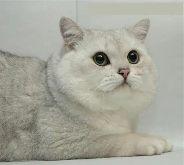 britische katze chinchilla