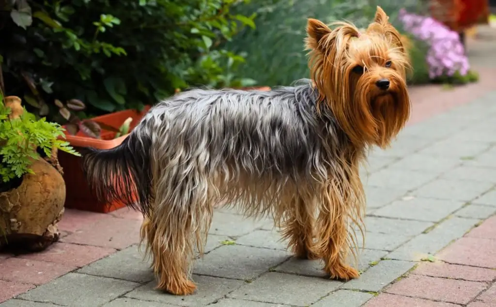 مشاكل الأذن yorkie