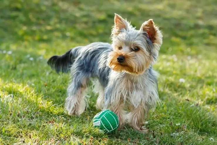 penyakit perthes di yorkies