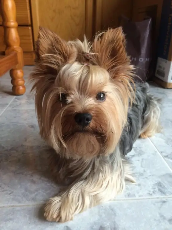 Choroba psa Yorkie