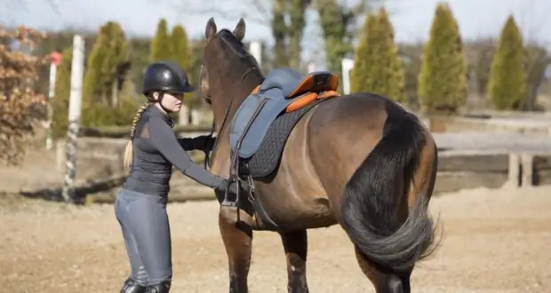 De structuur van het zadel en het hoofdstel voor een paard: soorten en kenmerken