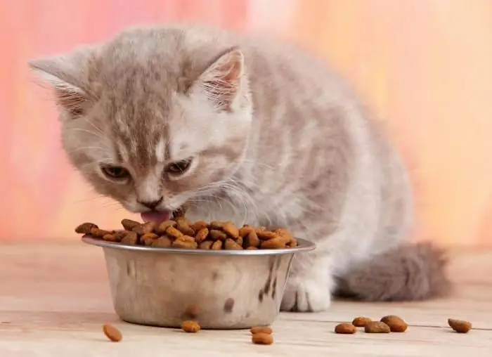 Yavru kedi sahiplerine tavsiye - Bir yavru kediyi yetişkin mamasıyla beslemek mümkün mü?