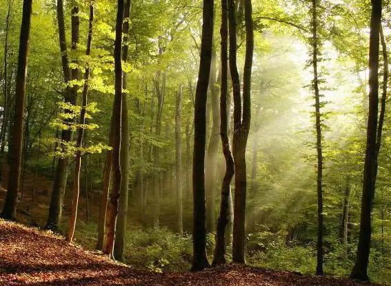 raadsels over bomen