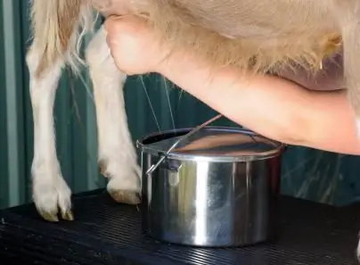 Quanto leite uma cabra dá por dia? Mantendo e alimentando uma cabra para uma boa produção de leite