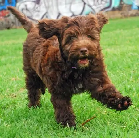 Portugese waterhond