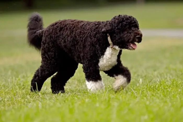 foto anjing air portugis