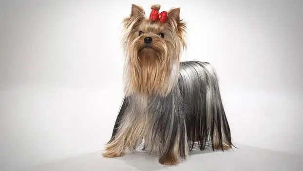 Wie lange lebt ein Yorkshire Terrier? Pflegeregeln