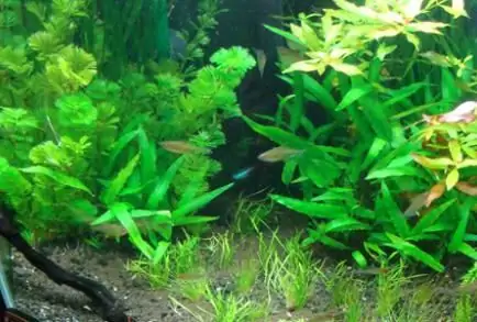 Fertilizers for aquarium plants. Aquarium plants for beginners. Hardy aquarium plants. Homemade fertilizer for aquarium plants