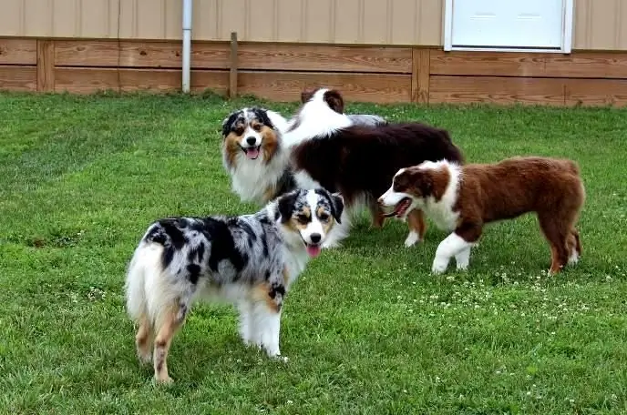 Australian Shepherds i et privat hjem