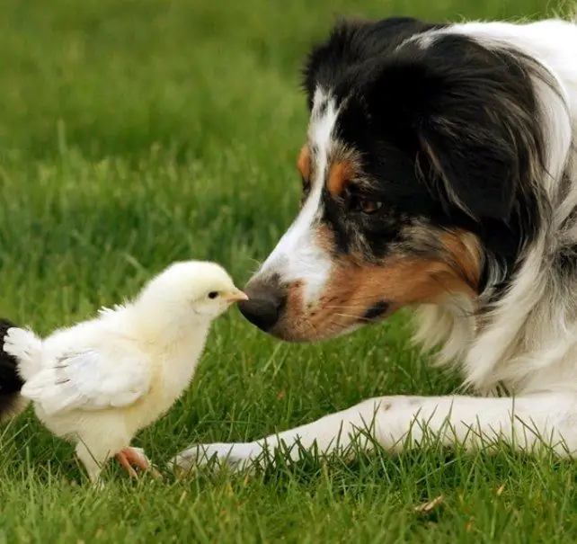 australian shepherd character