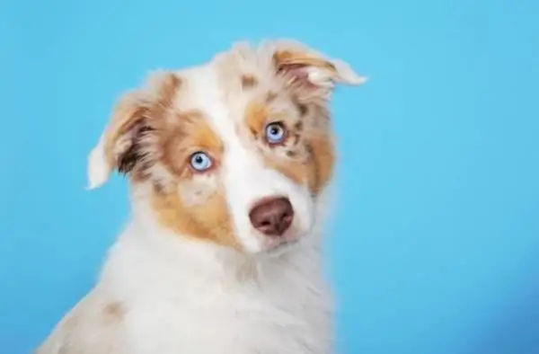 cachorro de pastor australiano