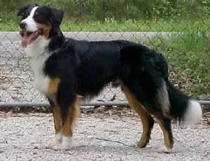 Australian Shepherd: yees duab thiab piav qhia ntawm yug, tus cwj pwm, kev saib xyuas thiab tu