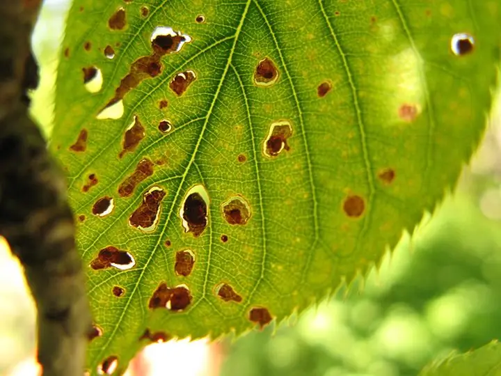 Hoja de árbol frutal afectada