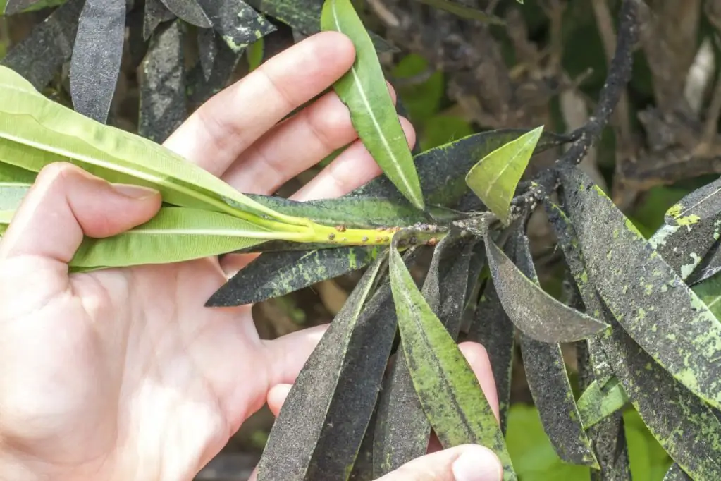 Leaves affected by the fungus