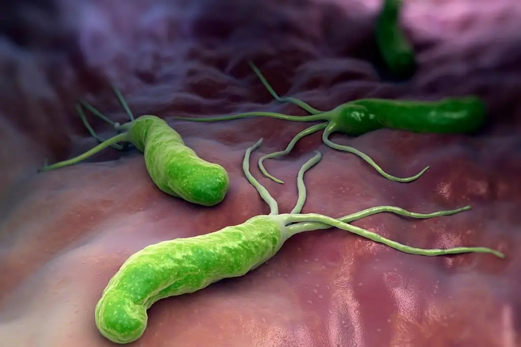 Bacteria Helicobacter pylori