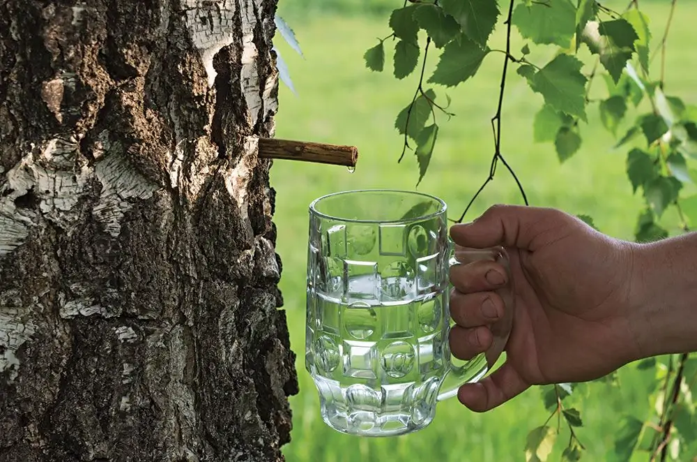 birch sap is good for pregnant women