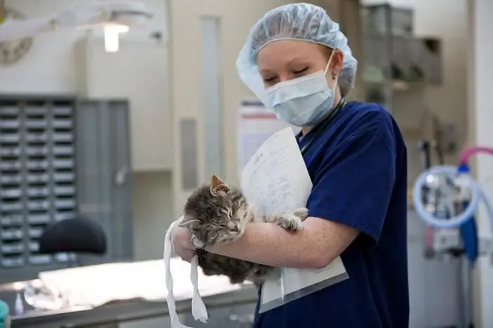 Sterilisering av en katt: vård efter operation. För- och nackdelar med sterilisering