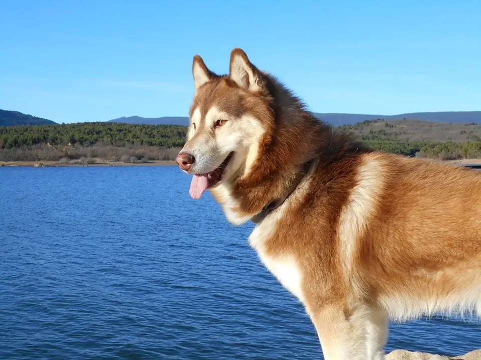 hoe een hond een naam te geven