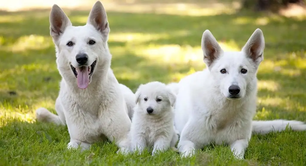 hoe een witte hond te noemen?