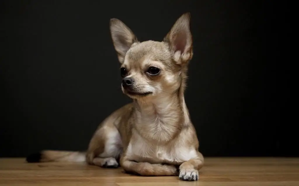 chihuahua köpeğine nasıl isim verilir